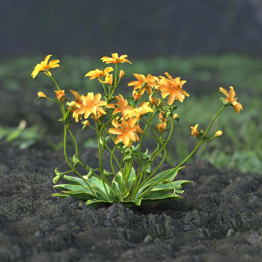 AM214_018_Lewisia_longipetala