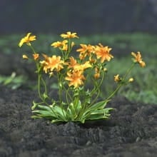 AM214_018_Lewisia_longipetala