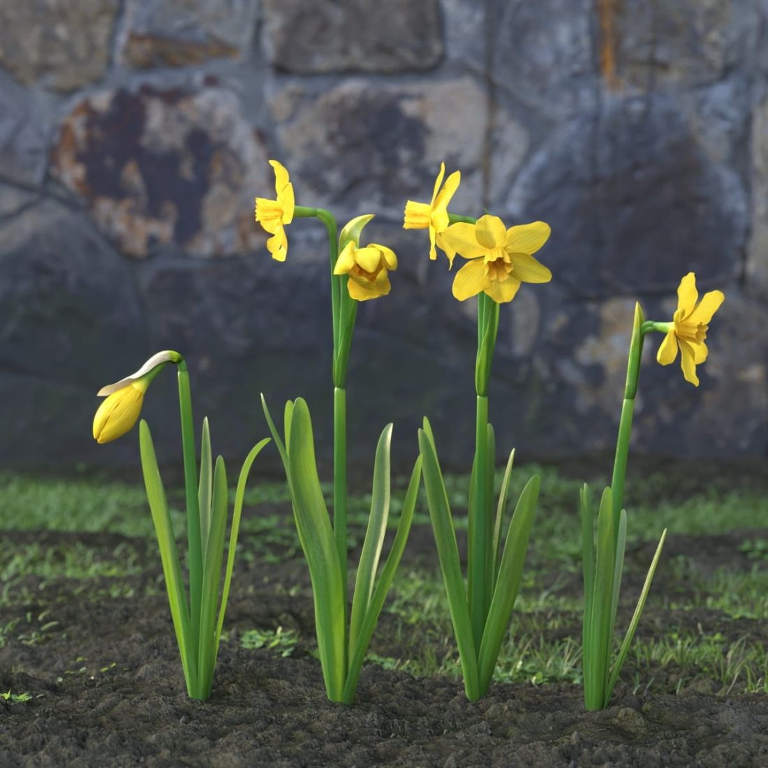 AM214_019_Narcissus