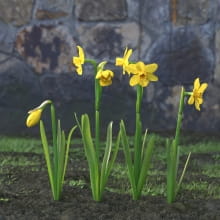 AM214_019_Narcissus
