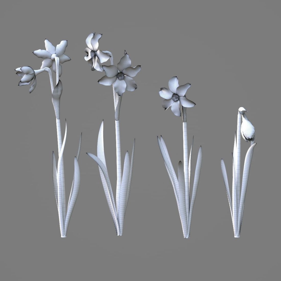 AM214_020_Narcissus_1