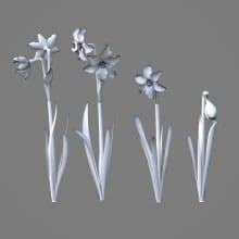 AM214_020_Narcissus_1