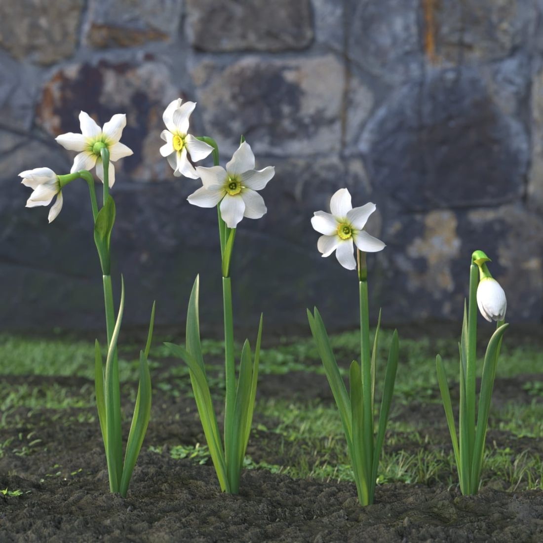 AM214_020_Narcissus