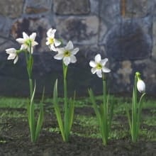 AM214_020_Narcissus