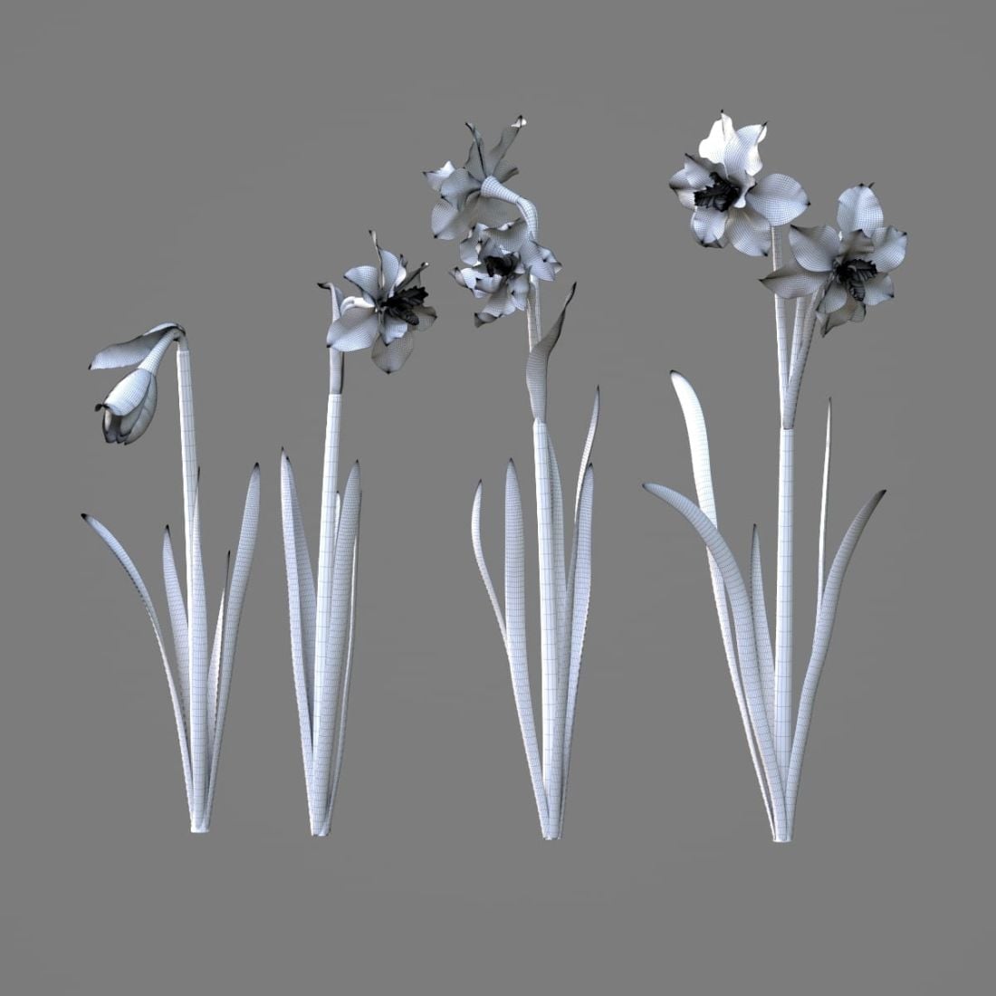 AM214_021_Narcissus_1