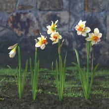 AM214_021_Narcissus
