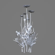 AM214_022_Helichrysum_bracteatum_1