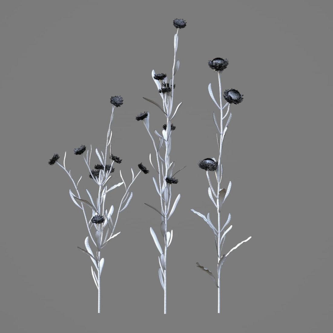 AM214_023_Helichrysum_bracteatum_1