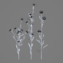 AM214_023_Helichrysum_bracteatum_1