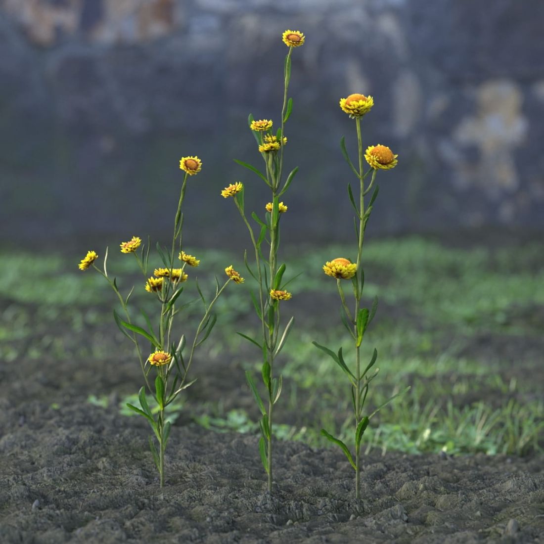 AM214_023_Helichrysum_bracteatum