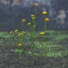 AM214_023_Helichrysum_bracteatum