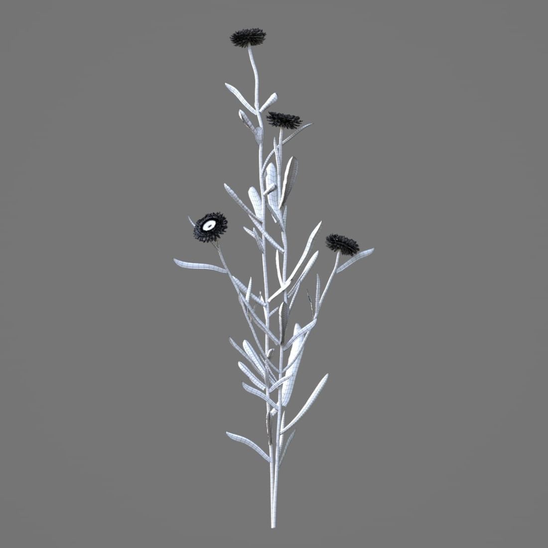 AM214_024_Helichrysum_bracteatum_1