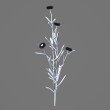 AM214_024_Helichrysum_bracteatum_1