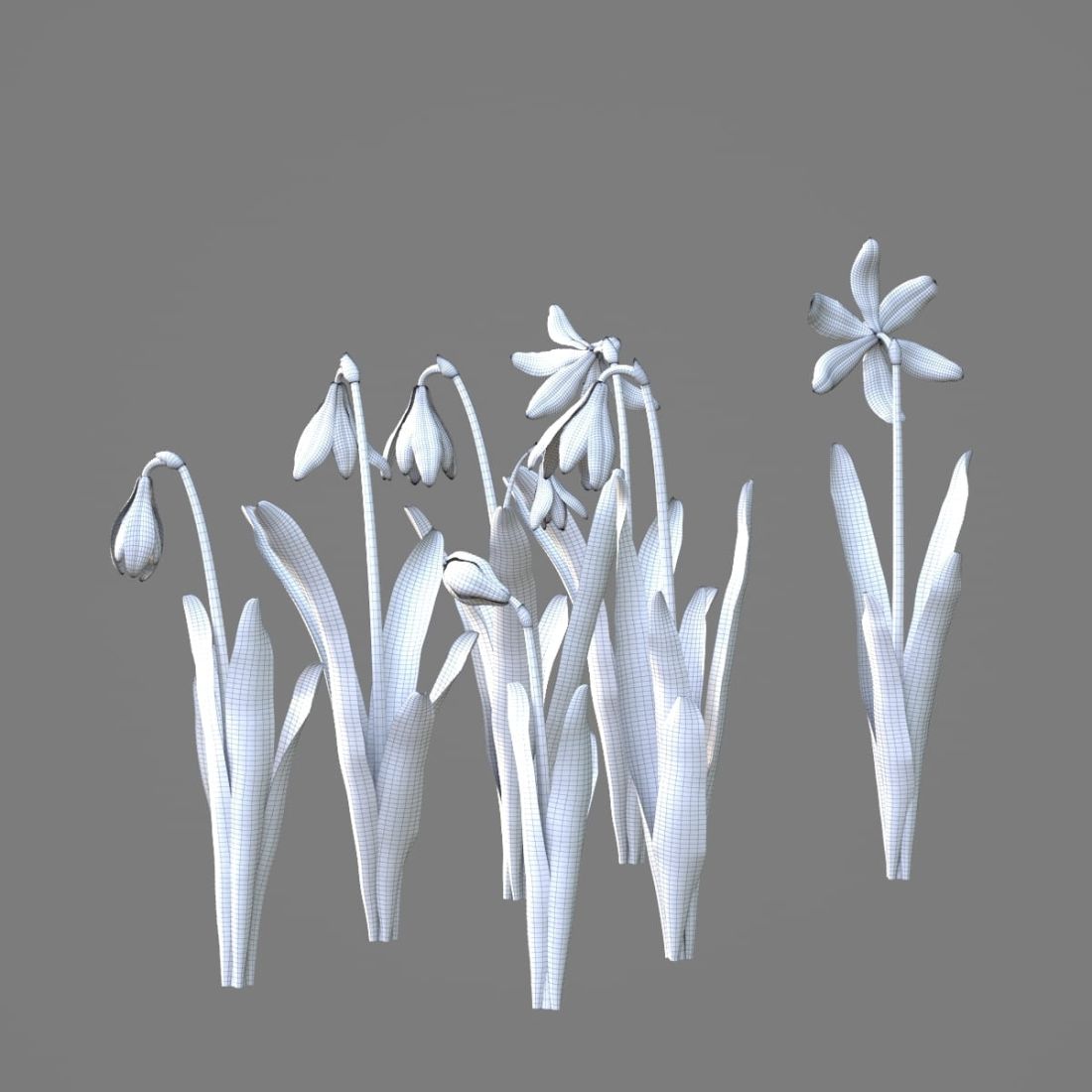 AM214_028_Scilla_1