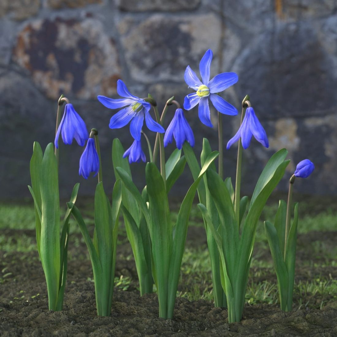 AM214_028_Scilla