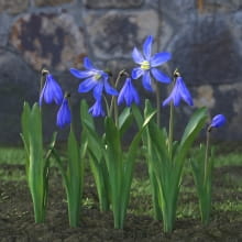 AM214_028_Scilla