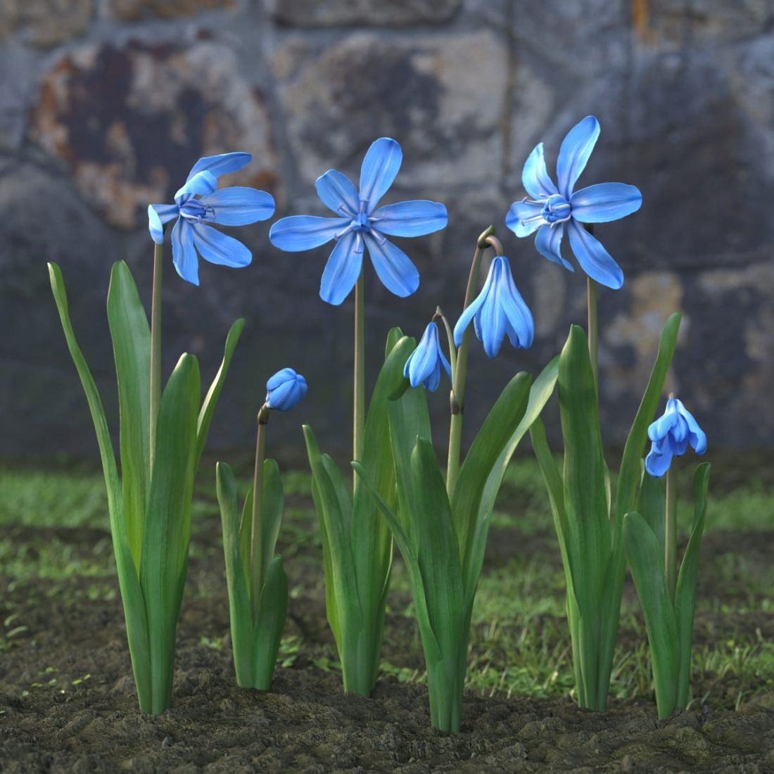AM214_029_Scilla