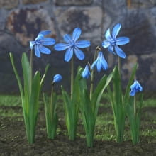 AM214_029_Scilla