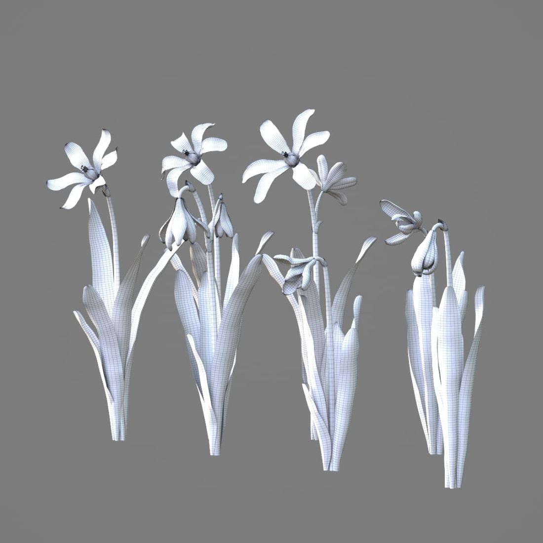 AM214_030_Scilla_1