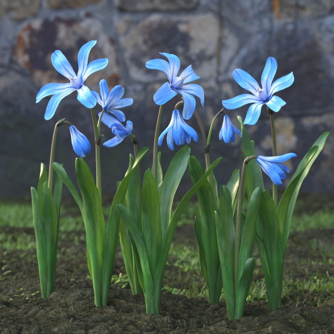 AM214_030_Scilla