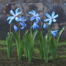 AM214_030_Scilla