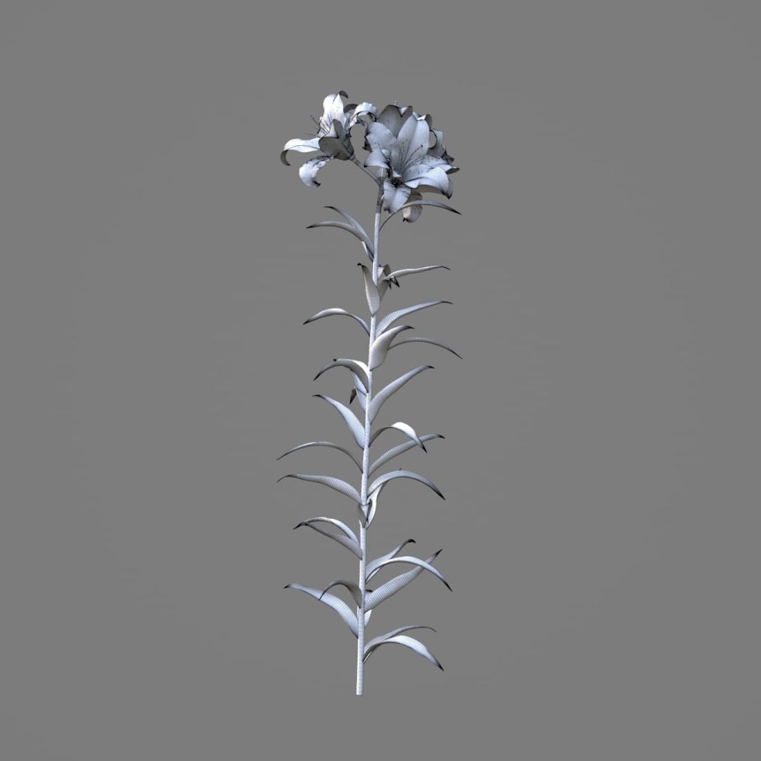AM214_031_lilium_1