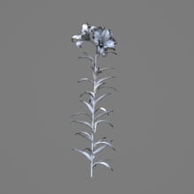 AM214_031_lilium_1