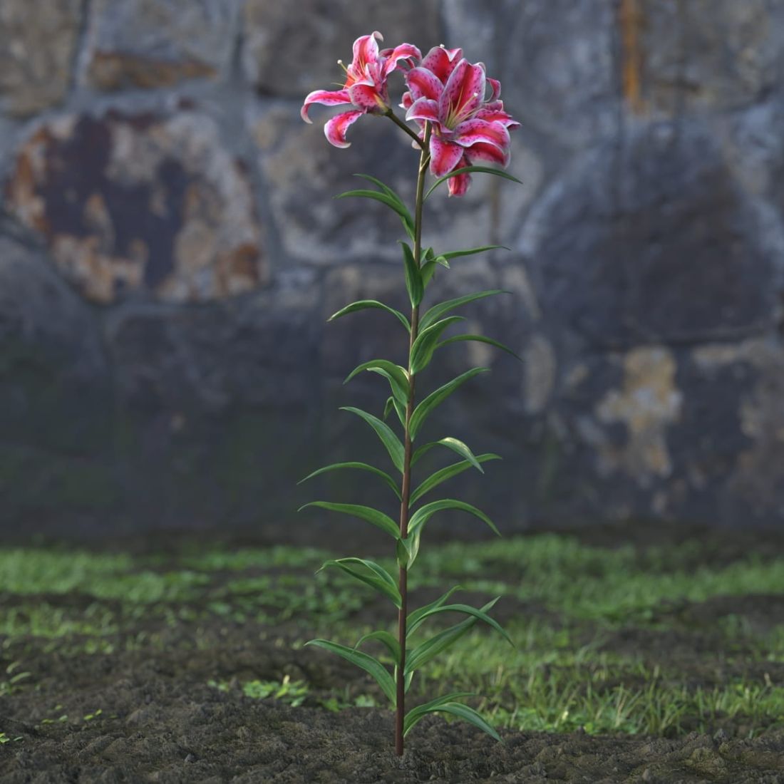 AM214_031_lilium