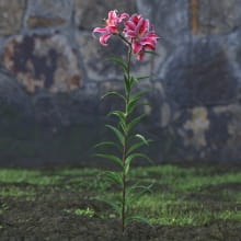 AM214_031_lilium