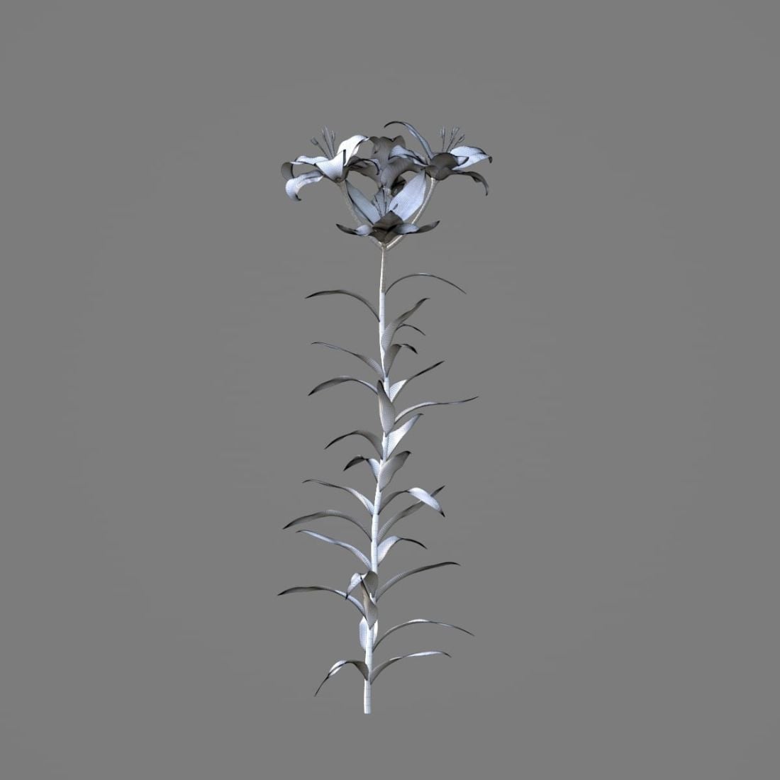 AM214_032_lilium_1