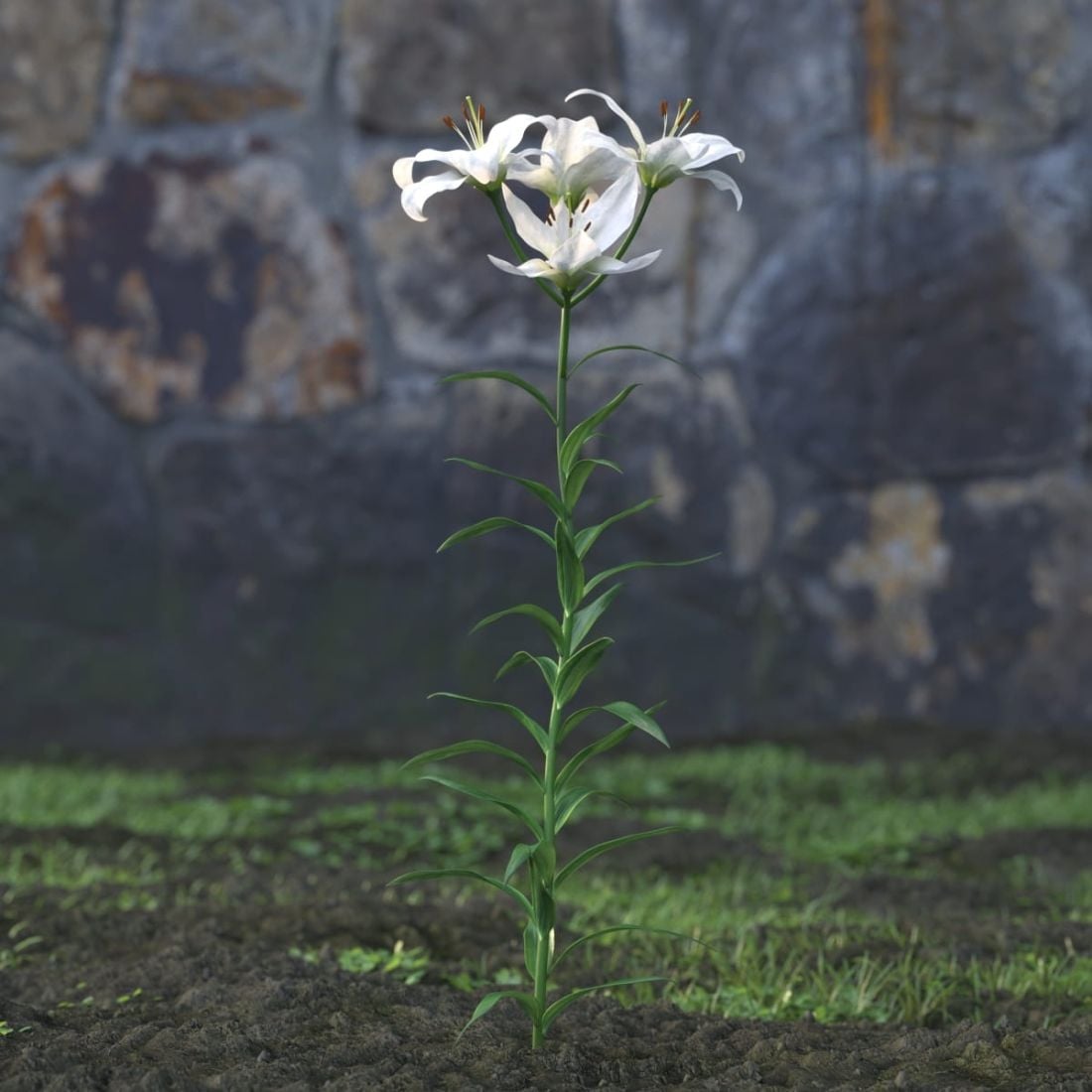 AM214_032_lilium