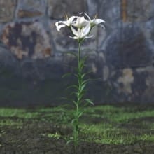 AM214_032_lilium