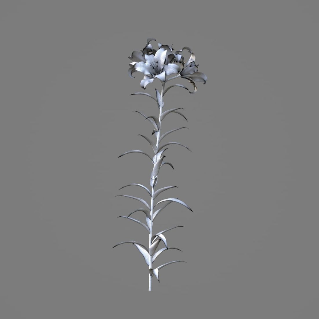 AM214_033_lilium_1