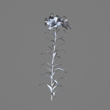 AM214_033_lilium_1