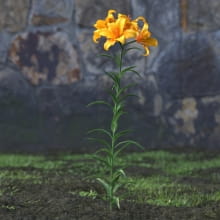 AM214_033_lilium