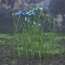 AM214_034_Nigella_sativa