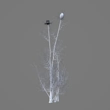 AM214_035_Nigella_sativa_1