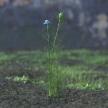 AM214_035_Nigella_sativa