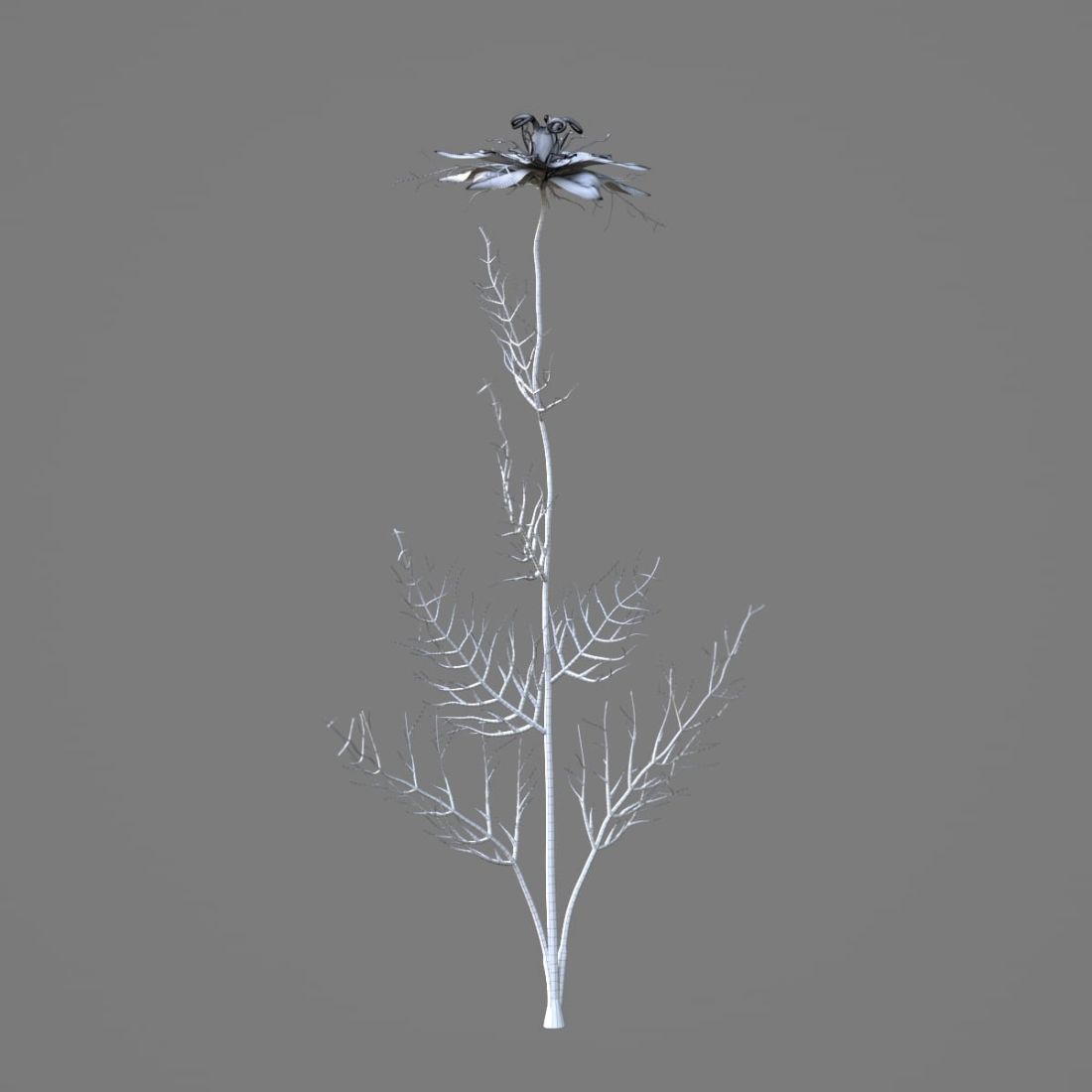 AM214_036_Nigella_sativa_1