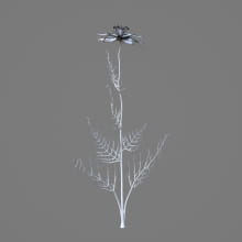 AM214_036_Nigella_sativa_1