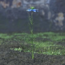 AM214_036_Nigella_sativa
