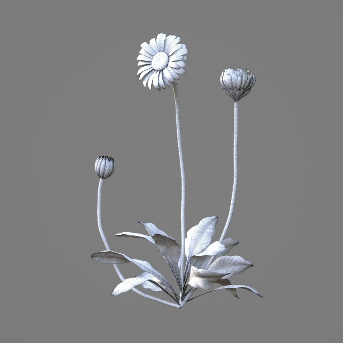 AM214_037_Bellis_1