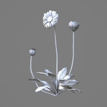 AM214_037_Bellis_1