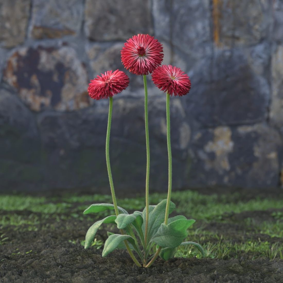 AM214_038_Bellis