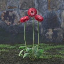 AM214_038_Bellis