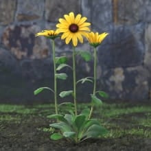 AM214_039_Bellis