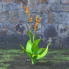 AM214_040_Canna_Indica