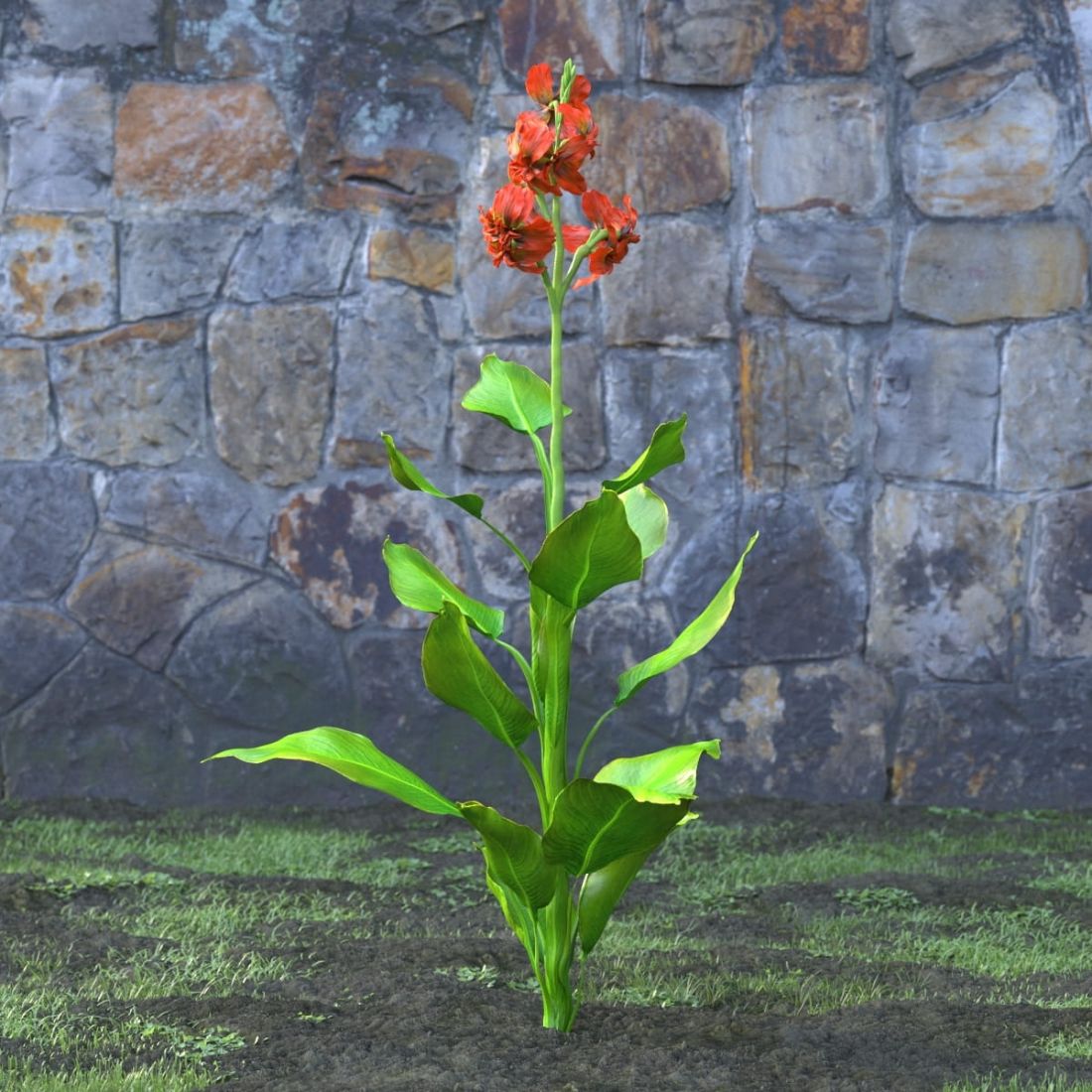 AM214_041_Canna_Indica