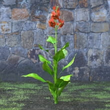 AM214_041_Canna_Indica