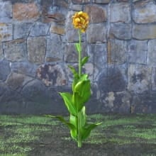 AM214_042_Canna_Lucifer_Gold